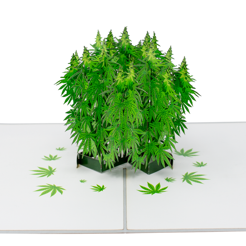 Pop up marijuana plant inside 420 greeting card for potheads.